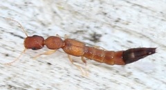 Astenus discopunctatus