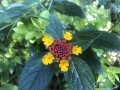 Lantana camara