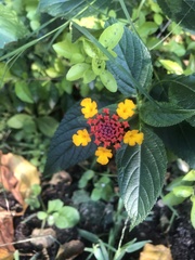 Lantana camara