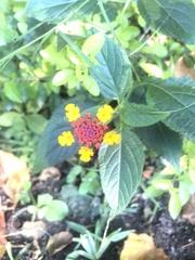 Lantana camara