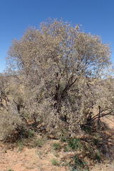 Vachellia haematoxylon
