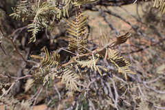 Vachellia haematoxylon