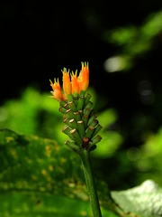 Gurania lobata