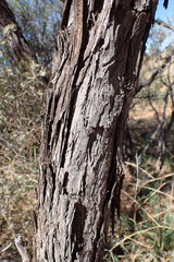 Vachellia haematoxylon