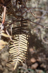 Vachellia haematoxylon