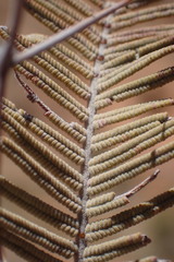 Vachellia haematoxylon