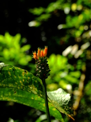 Gurania lobata