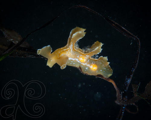Genus Scyllaea · iNaturalist United Kingdom