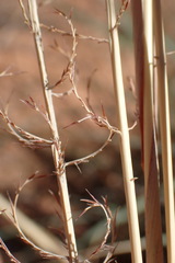 Pogonarthria squarrosa