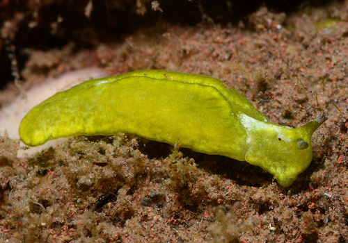 Elysia pusilla
