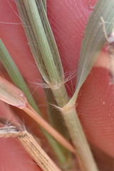 Pogonarthria squarrosa