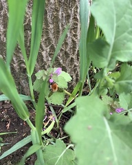 Bombus pascuorum