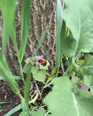 Bombus pascuorum