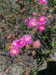 Lampranthus mutans