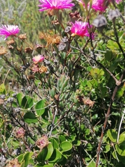 Lampranthus mutans