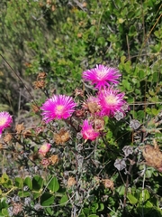Lampranthus mutans