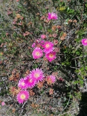 Lampranthus mutans