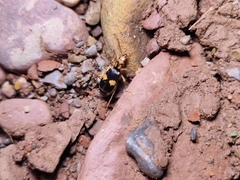 Pheropsophus javanus