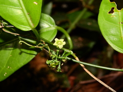 Helmontia leptantha
