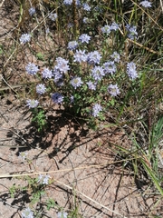Phyllopodium cuneifolium