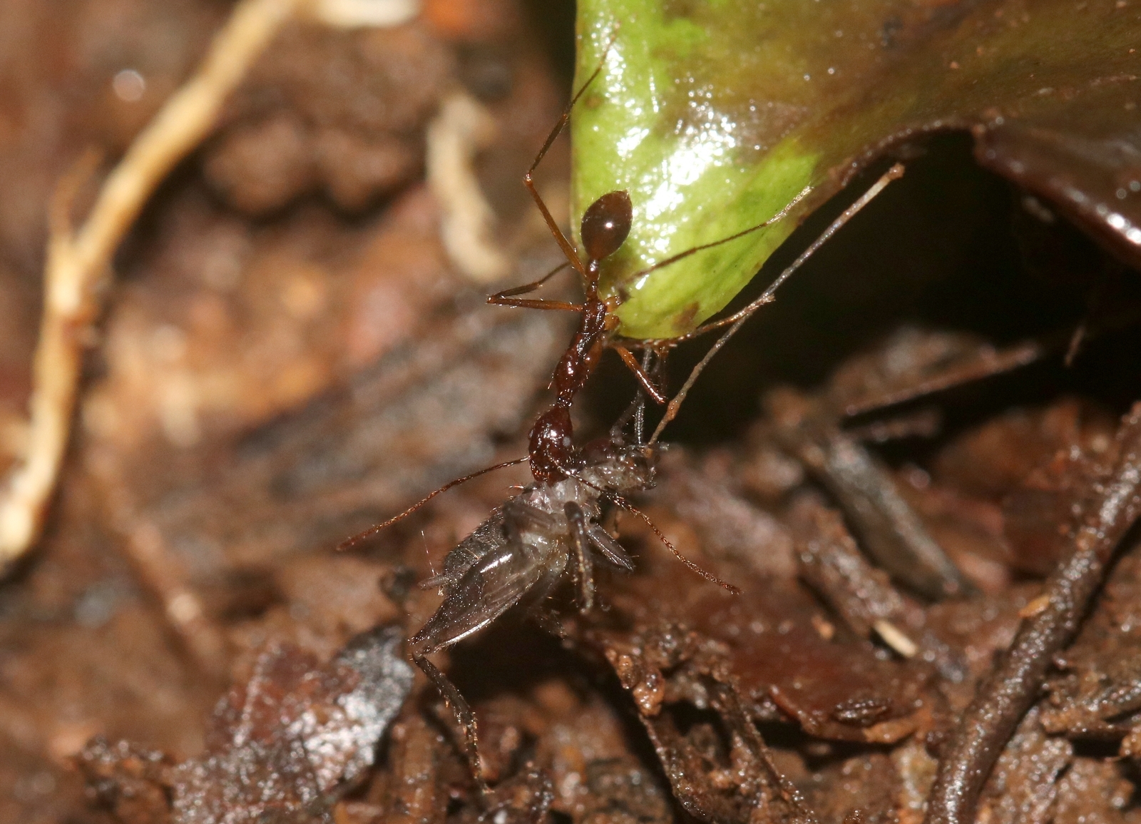 Aphaenogaster beccarii
