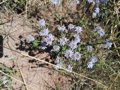 Phyllopodium cuneifolium