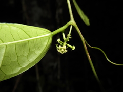 Helmontia leptantha