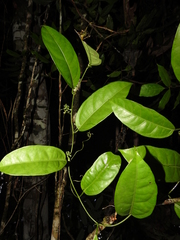 Helmontia leptantha