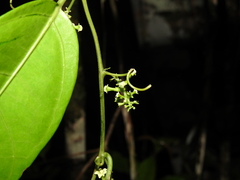 Helmontia leptantha