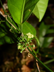 Helmontia leptantha