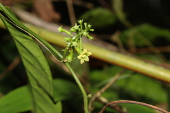 Helmontia leptantha