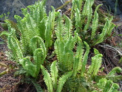 Polystichum lemmonii