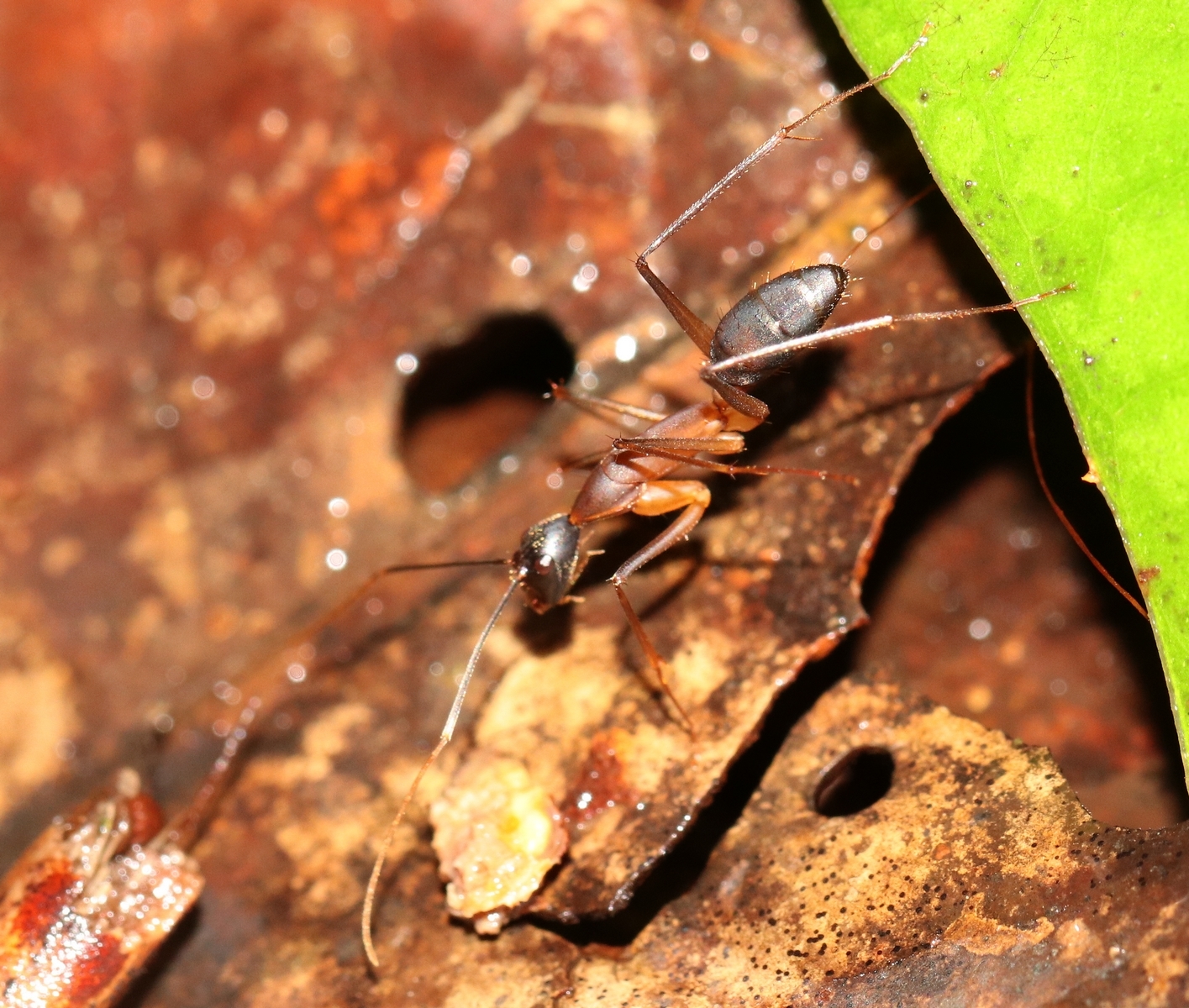 Camponotus simoni