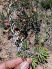 Haworthiopsis fasciata