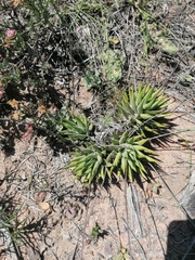 Haworthiopsis fasciata