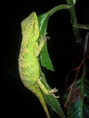 Pseudocalotes tympanistriga