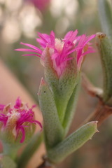 Ruschia ruralis