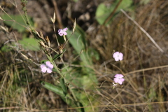 Dianthus carbonatus