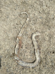 Xenochrophis vittatus