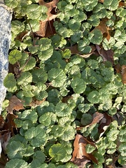 Glechoma hederacea