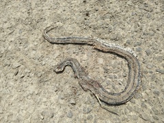 Xenochrophis vittatus
