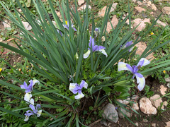 Iris lactea