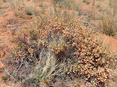 Hermannia burchellii