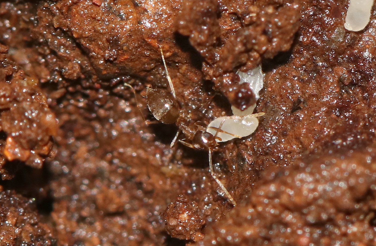 Paraparatrechina aseta