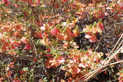 Hermannia burchellii