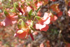 Hermannia burchellii