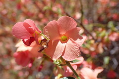 Hermannia burchellii