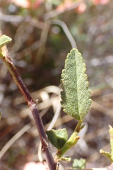 Hermannia burchellii