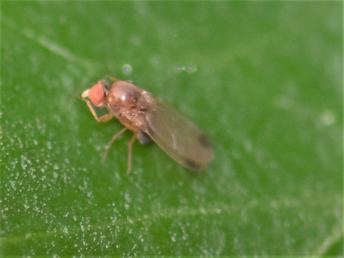 Spotted-winged Drosophila, Groesbeek, Nederland, photo 10 of 10