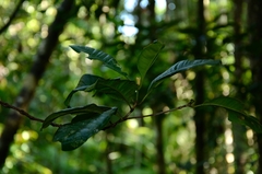 Syzygium aromaticum